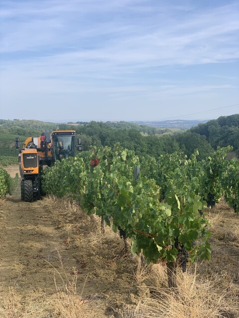 høstmaskine kører i vinmark