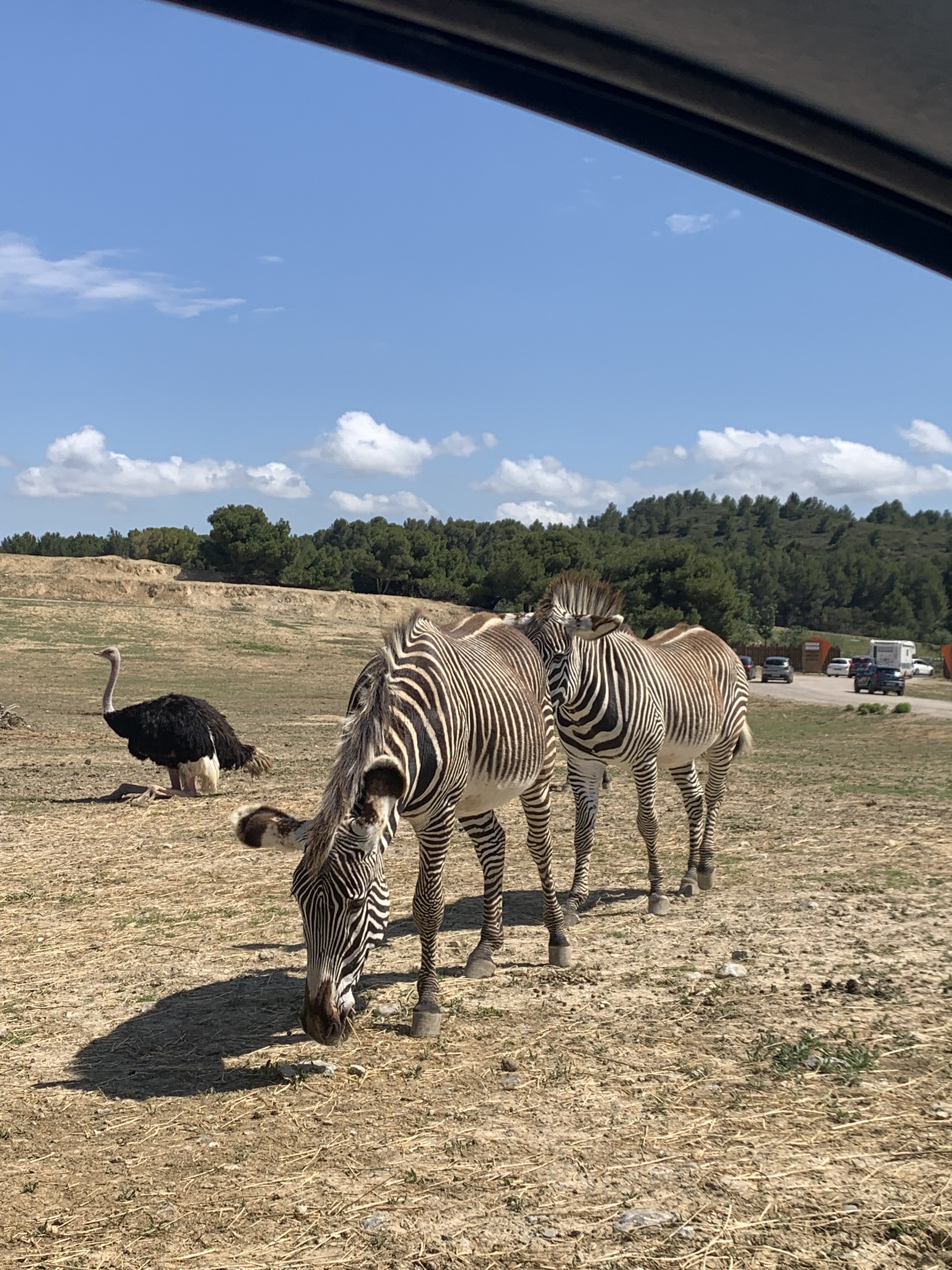 reserve africaine de sigean