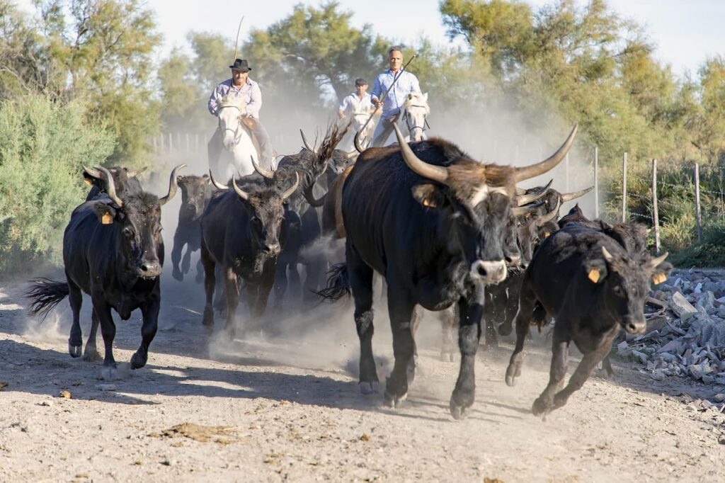En gruppe sorte tyre drives gennem en støvet vej, mens ryttere til hest omringer dem. Det er en traditionel scene fra en fest, fêtes votives, i Camargue kaldt la bandido